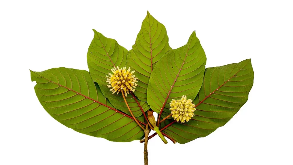 Kratom Veins