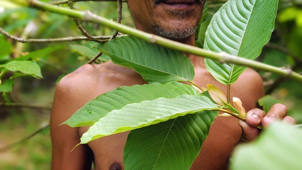 What is Kratom Leaf